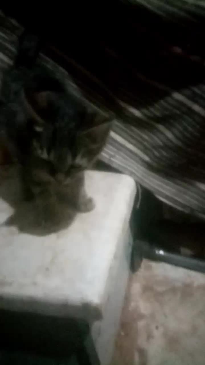 بچه گربه|گربه|سبزوار, قصبه شرقی|دیوار