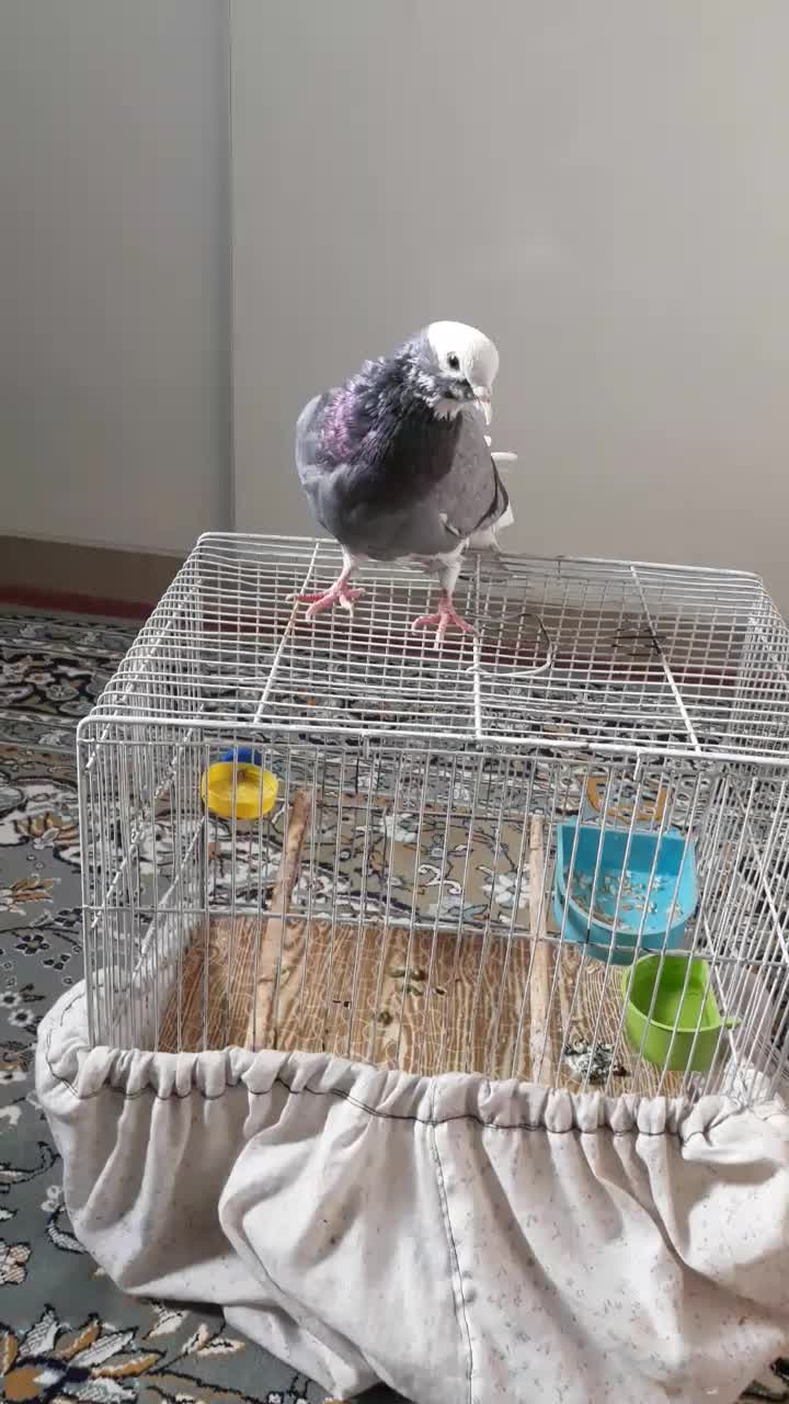 یک کبوتردارم با مرغ عشق یا دوتا قفس معاوضه میکنم|پرنده|قرچک, زیبا شهر|دیوار