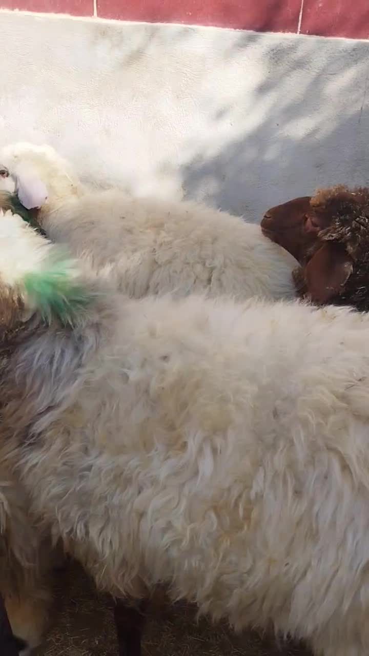 بره پروار ثابت بتونی و کاورچاق  کیلویی 320 مفت|حیوانات مزرعه|کارزان, |دیوار