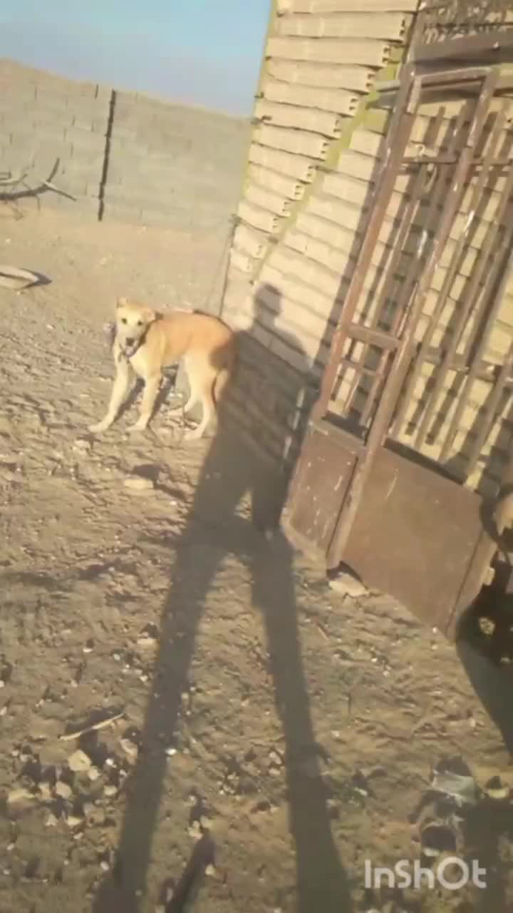 توله ۷ گمشده|حیوانات|تربت جام, شهرک آزادگان|دیوار