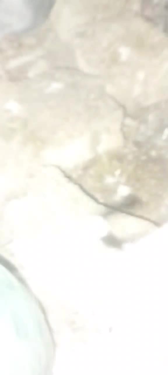 جوجه پلاکی|پرنده|یزد, |دیوار