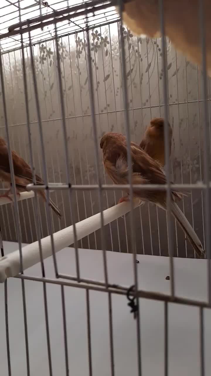 قناری کرست|پرنده|رشت, شهرک آیت الله منتظری|دیوار