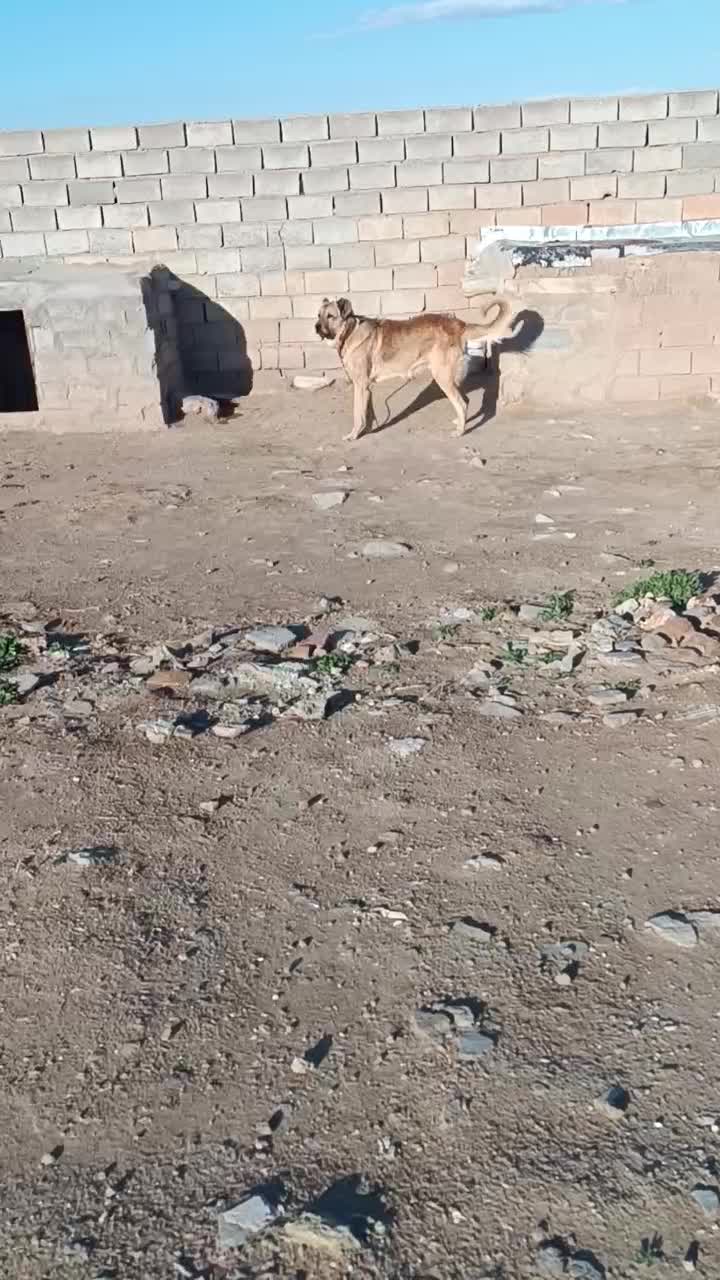 سگ سرابی|سگ|بستان آباد, |دیوار