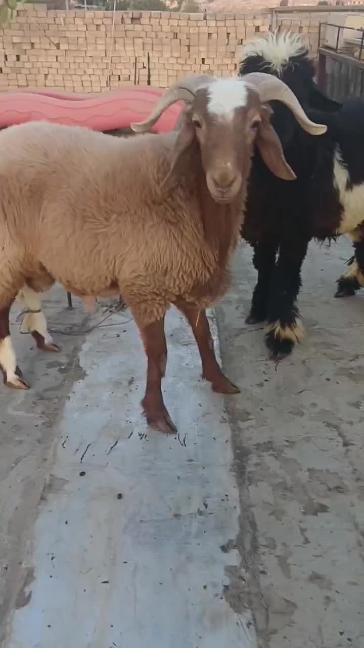 دو تا بره غوچی|حیوانات مزرعه|دهدشت, |دیوار