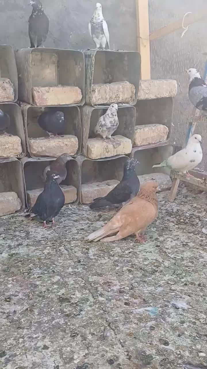 کبوتر بصورت یکجا با گندم ماوضه میکنم|پرنده|قم, آزادگان|دیوار