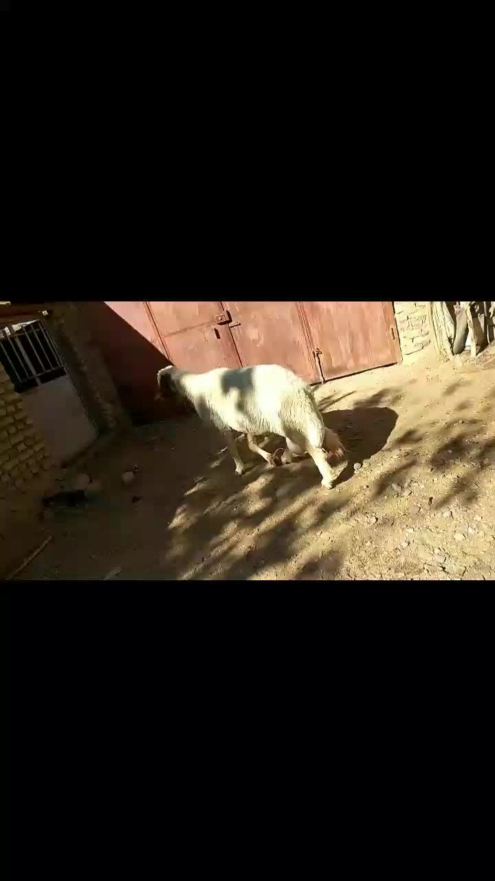 حیوانات مزارع|حیوانات مزرعه|کوهسرخ, |دیوار