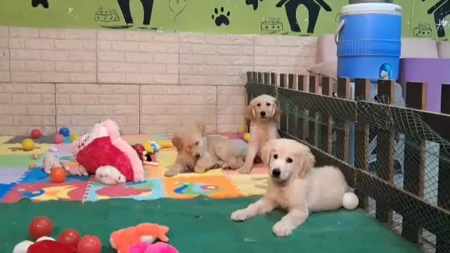 توله های بانمک گلدن و ژرمن و دوبرمن طبق عکس|سگ|قدس, شهرک فرزان|دیوار