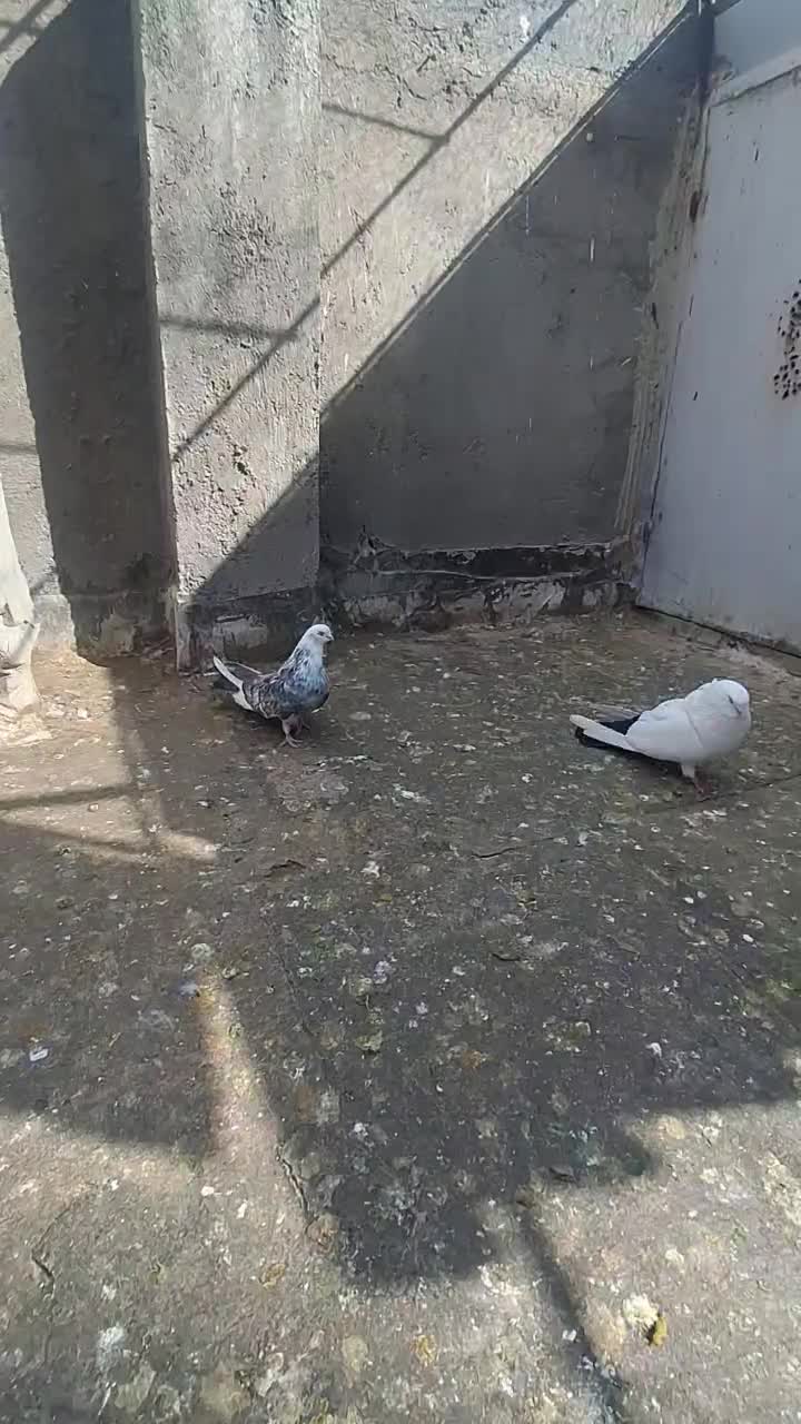 کبوتر|پرنده|میانه, |دیوار