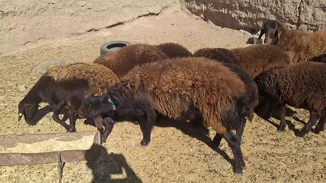 فروش قوچ همو دو دندان قزل افشار|حیوانات مزرعه|خواف, |دیوار