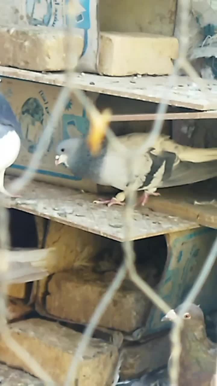 کفتر‌شهری‌.پلاکی|پرنده|شیراز, شهرک مفتح|دیوار