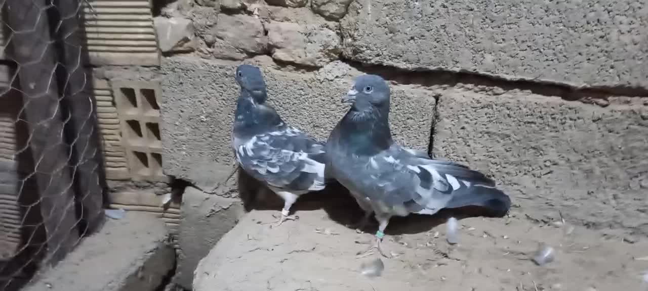 نروماده دهنجور|پرنده|کبودرآهنگ, |دیوار