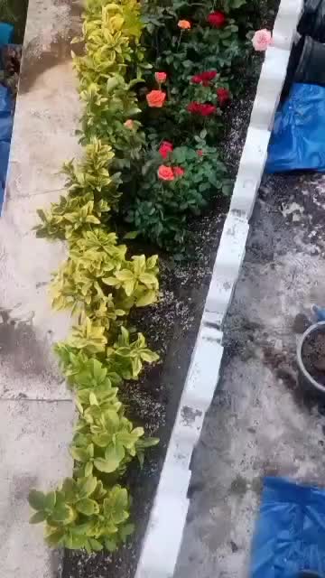 خدمات کلیه باغبانی باغچه کاری گل کاری کاشت گل وگیا|خدمات باغبانی و درختکاری|اسلامشهر, باغ فیض|دیوار