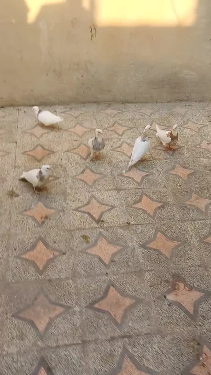 کبوتر طوقی|پرنده|امیدیه, |دیوار