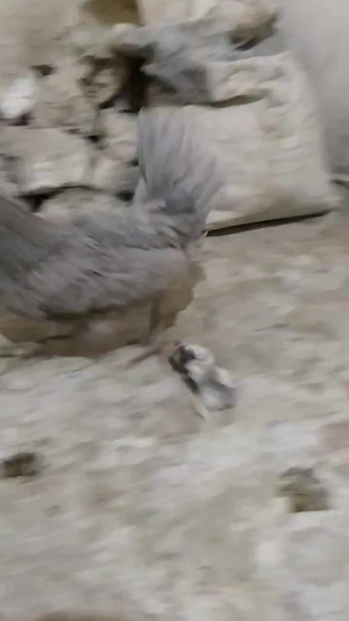 مرغ و خروس گلین|حیوانات مزرعه|مشهد, شهید شهریاری|دیوار