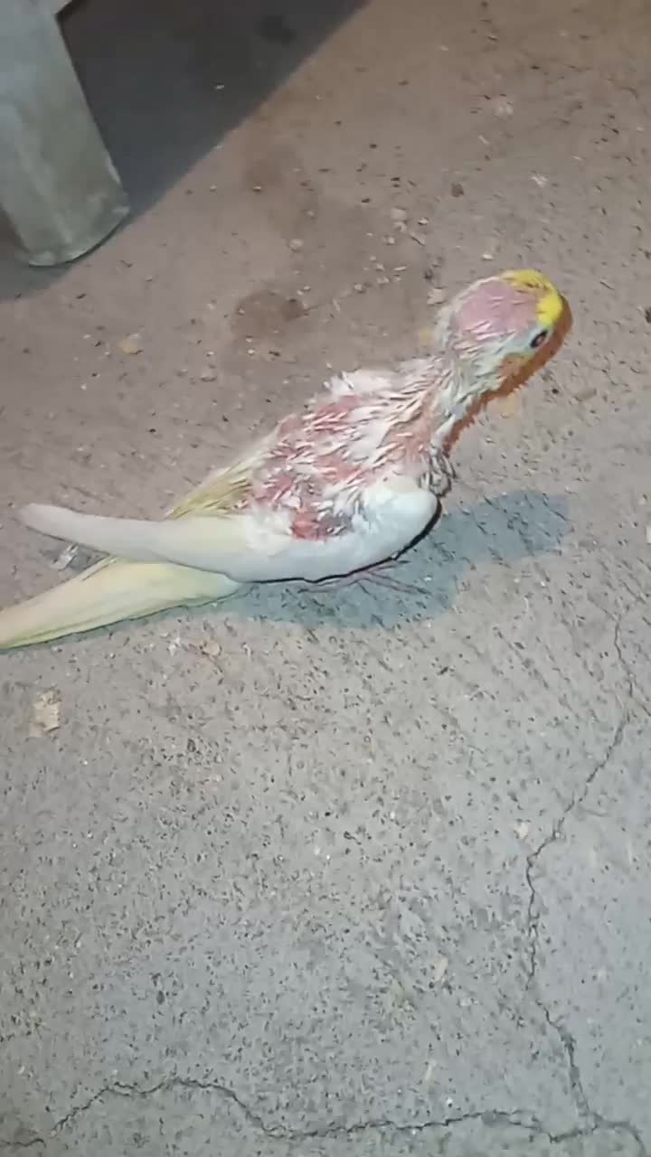 دو تا جوجه طوطی عروس هلندی ۳۸ روزه|پرنده|فریدونکنار, |دیوار