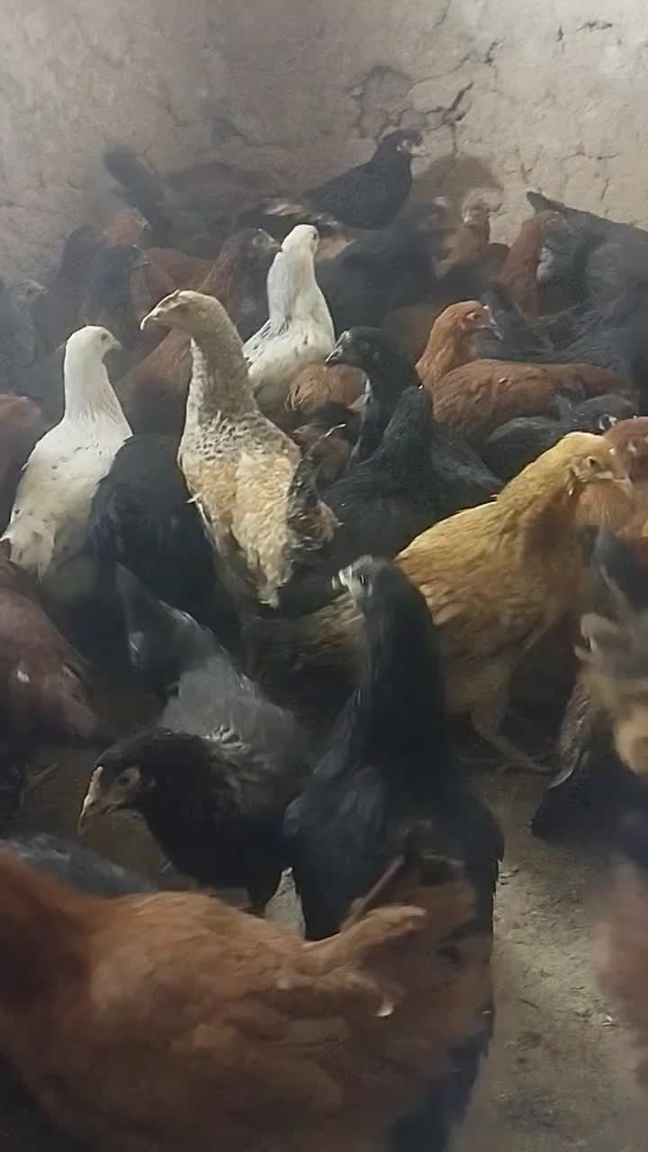 فروش فریک یا همون واروک دم تخم|حیوانات مزرعه|بیجار, |دیوار