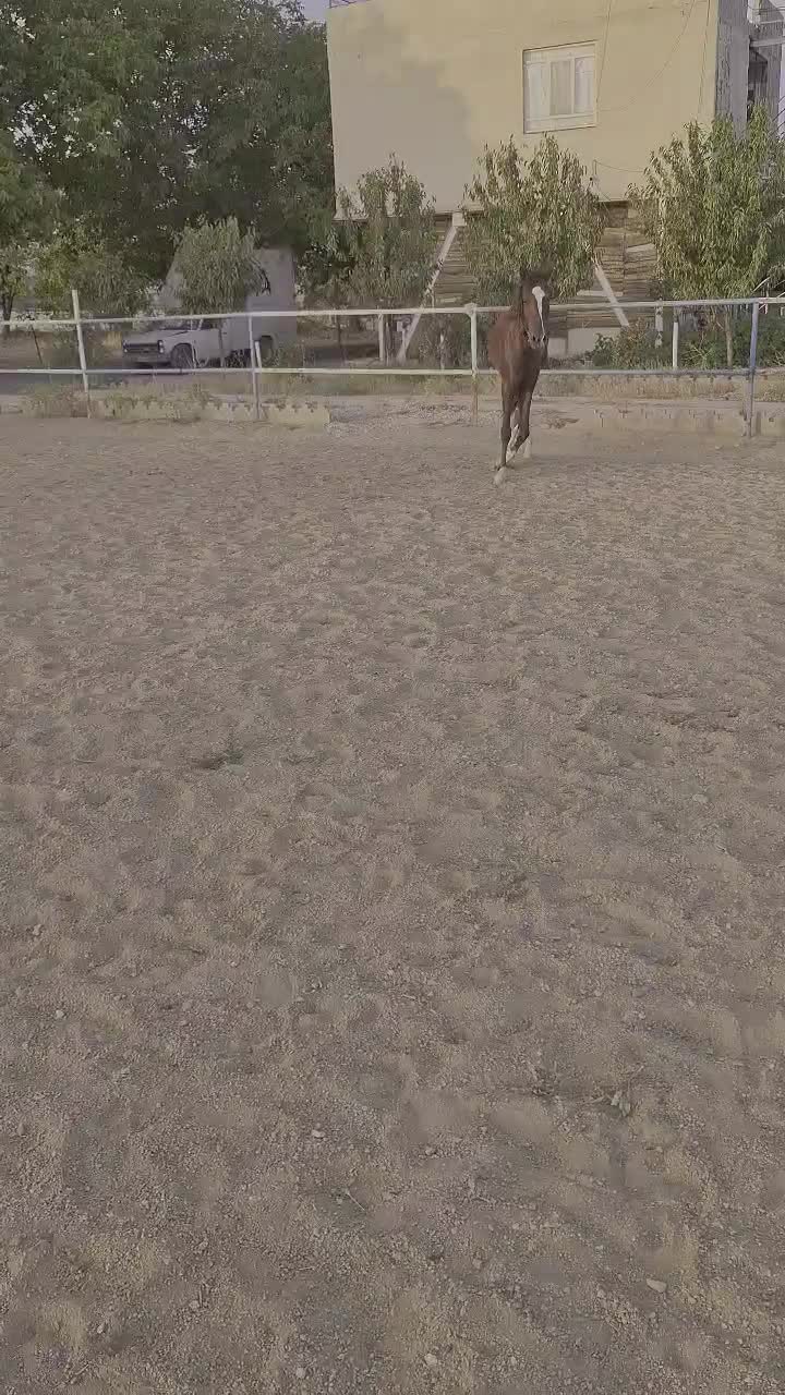 اسب|اسب و تجهیزات اسب‌سواری|اشترینان, |دیوار