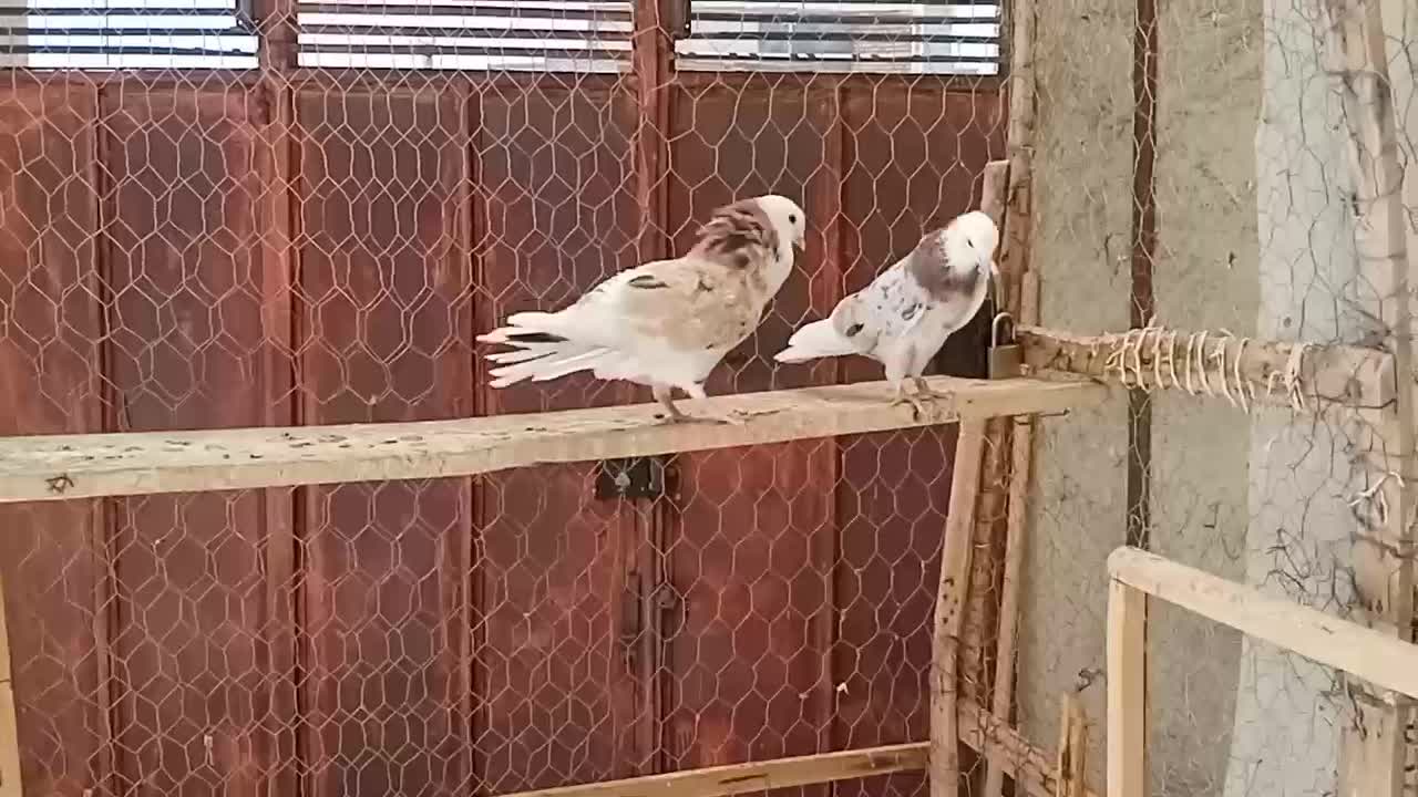 نر و ماده|پرنده|تکاب, |دیوار