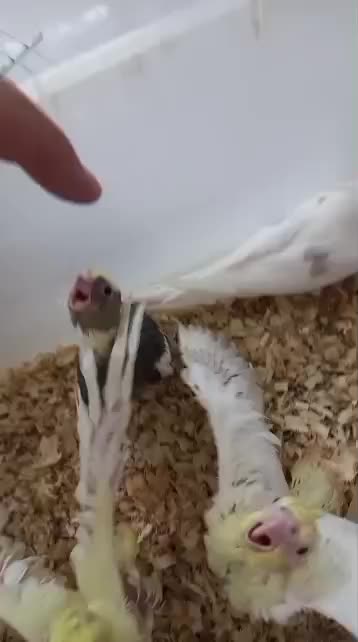 عروس هلندی سرلاکی|پرنده|دزفول, |دیوار