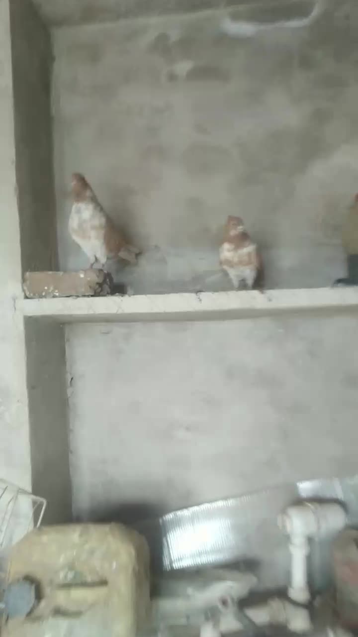 کبوتر|پرنده|خوی, |دیوار