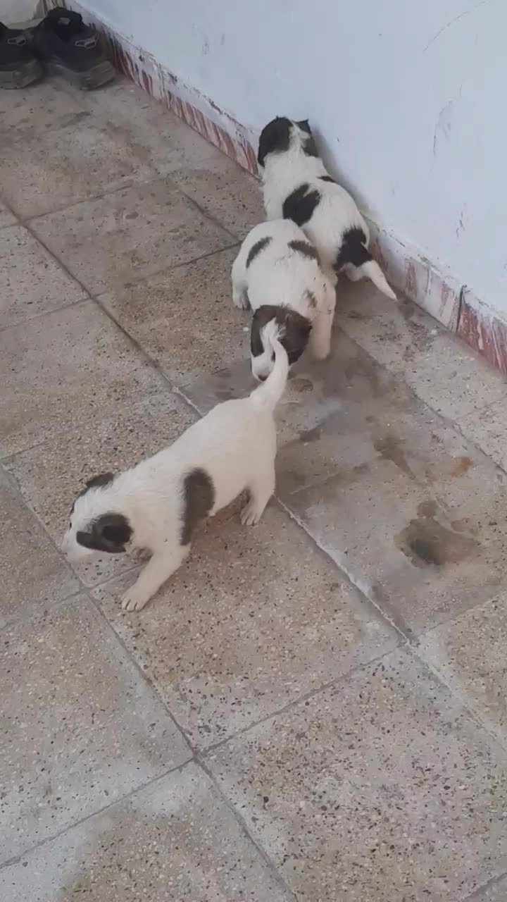 ۳عد توله نر افقان اصیل|سگ|تهران, هلال احمر|دیوار