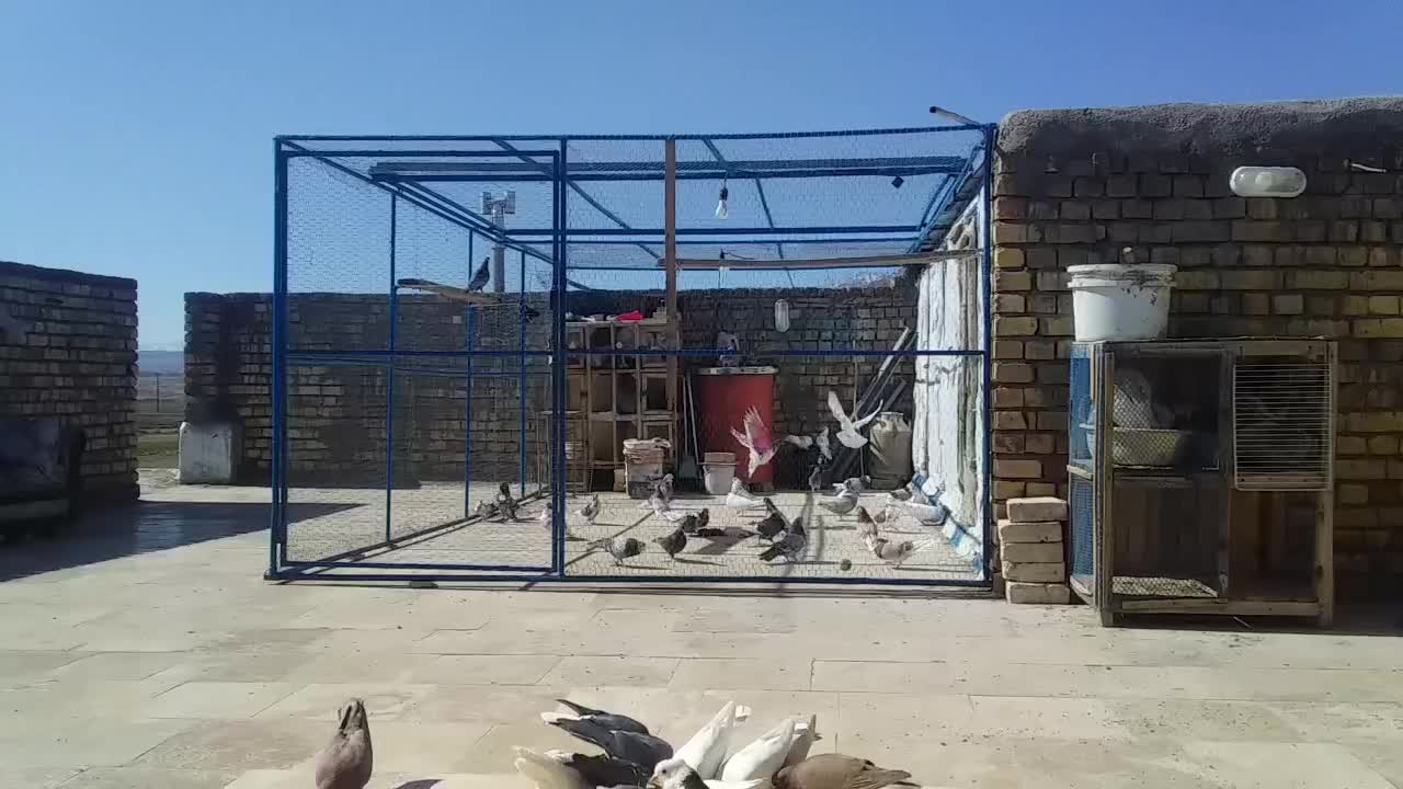 کفترقم|پرنده|تهران, سلسبیل جنوبی|دیوار