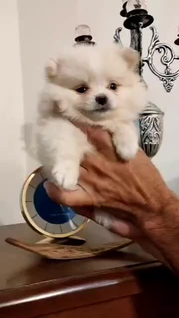 توله پامرانین خرسی از پدر و مادر وارداتی|سگ|محمدشهر, شهرک پیام (مهرالبرز)|دیوار