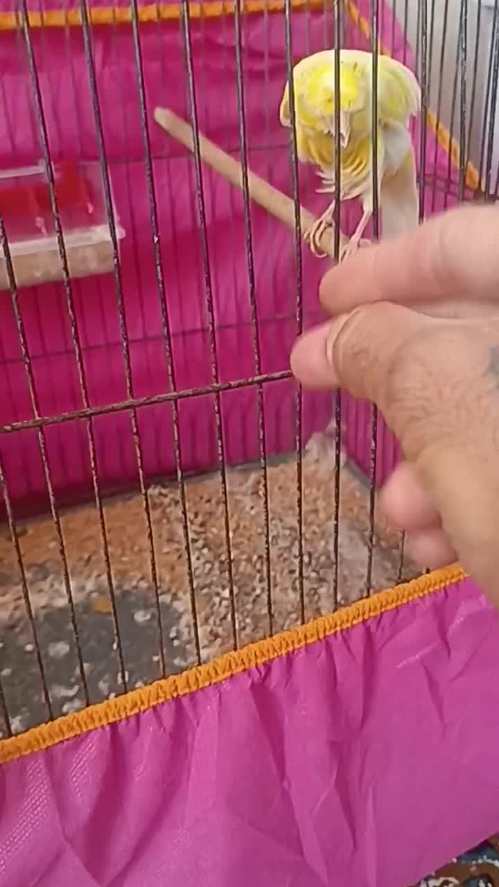 قناری نر برا فروش|پرنده|کرمان, |دیوار