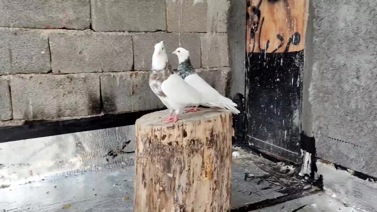 پرنده طوقی حیوانات.بی نقص|پرنده|کرمانشاه, |دیوار