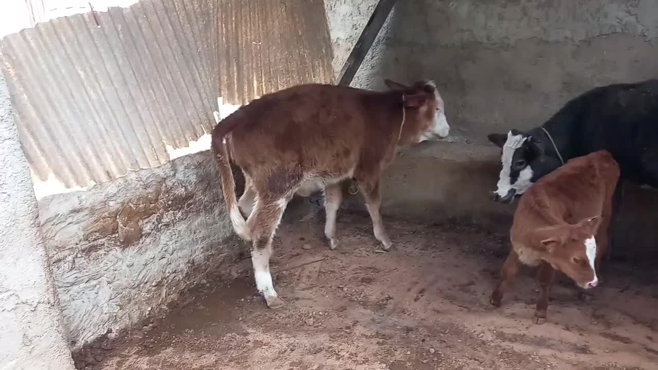 ۲راس گوساله تلیسه|حیوانات مزرعه|گنبد کاووس, |دیوار