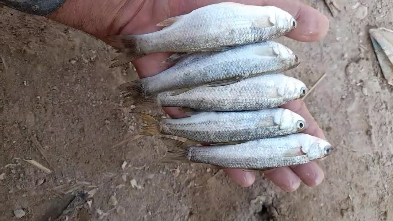 سلام علیکم|ماهی|خرمشهر, |دیوار