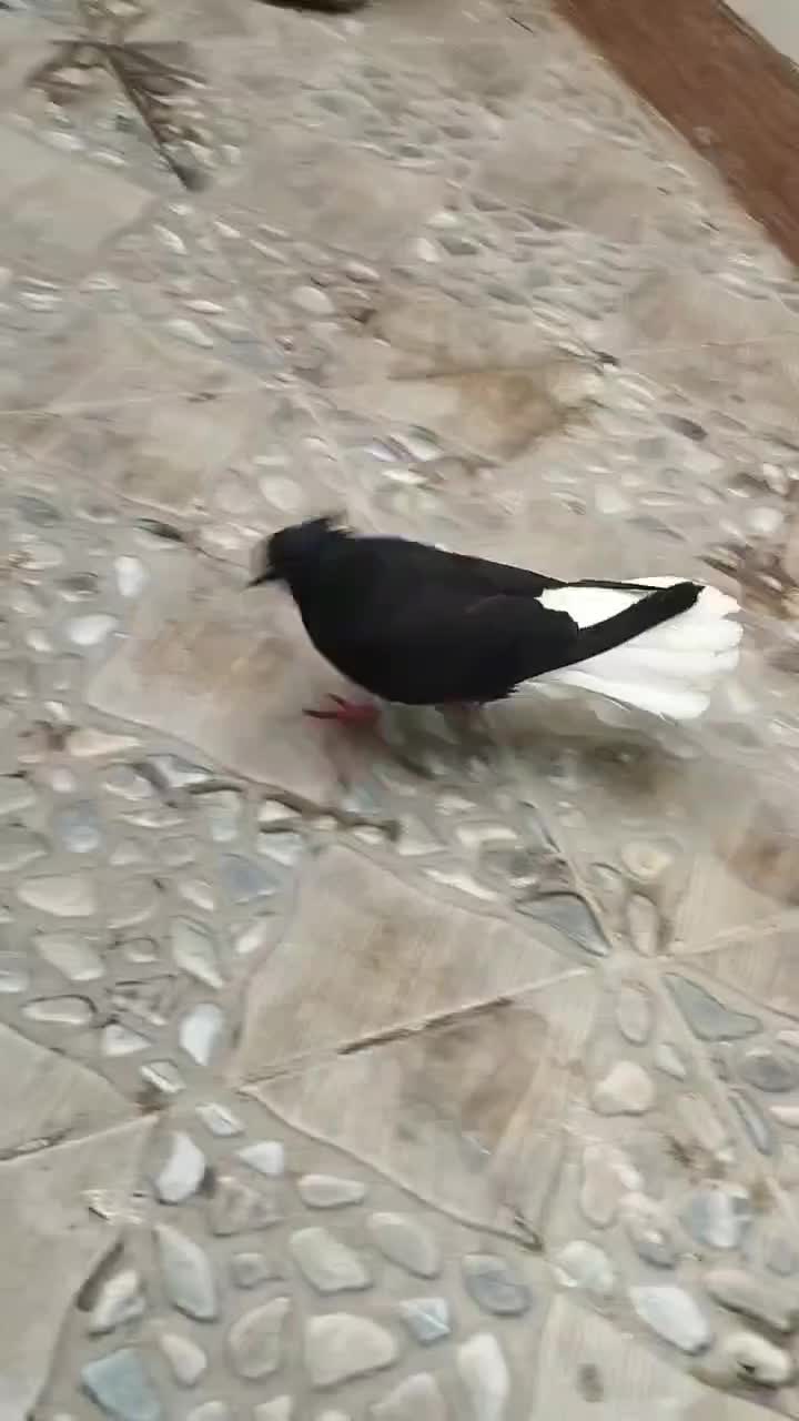 اشعل ماده|پرنده|باوی, |دیوار