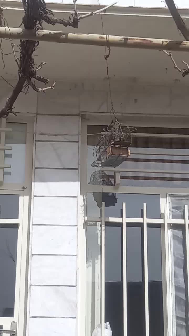 سهره|حیوانات|بروجرد, |دیوار