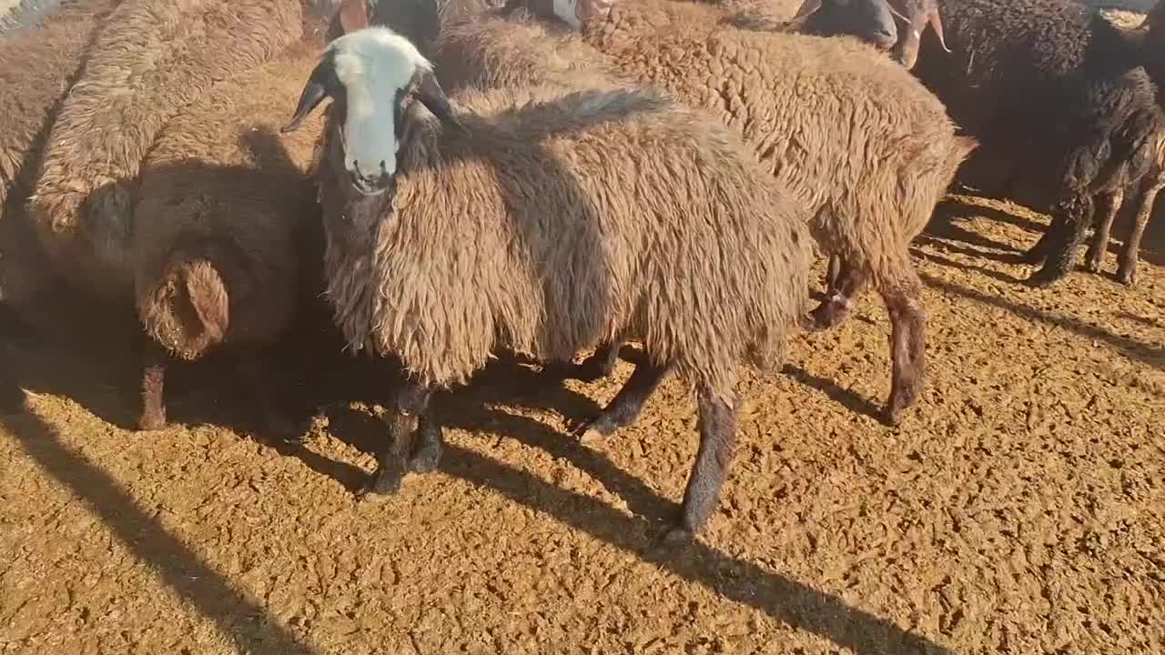 بره نر|حیوانات مزرعه|شراء, |دیوار