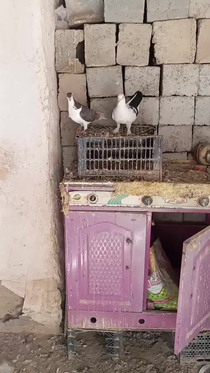 نرماده|پرنده|زهک, |دیوار