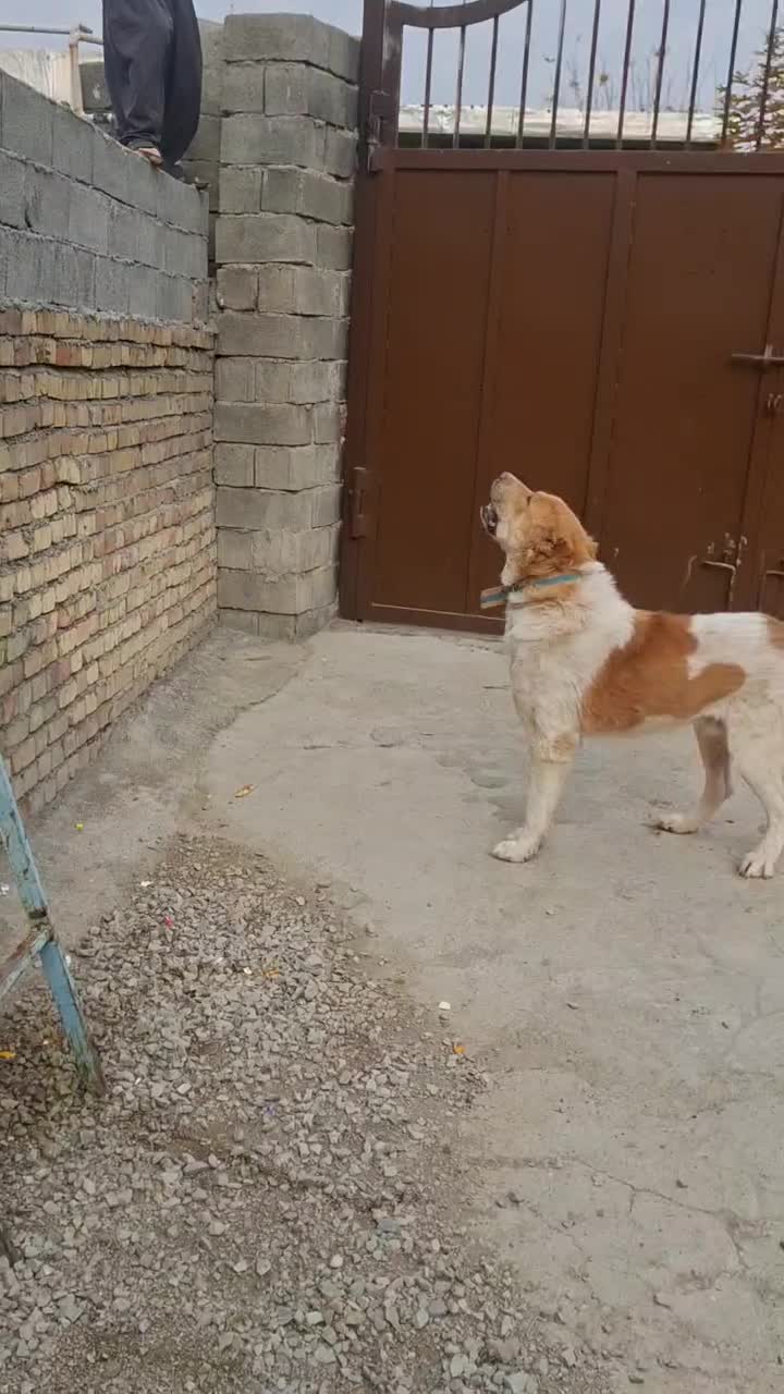 سگ قدرجونی|سگ|بیستون, |دیوار