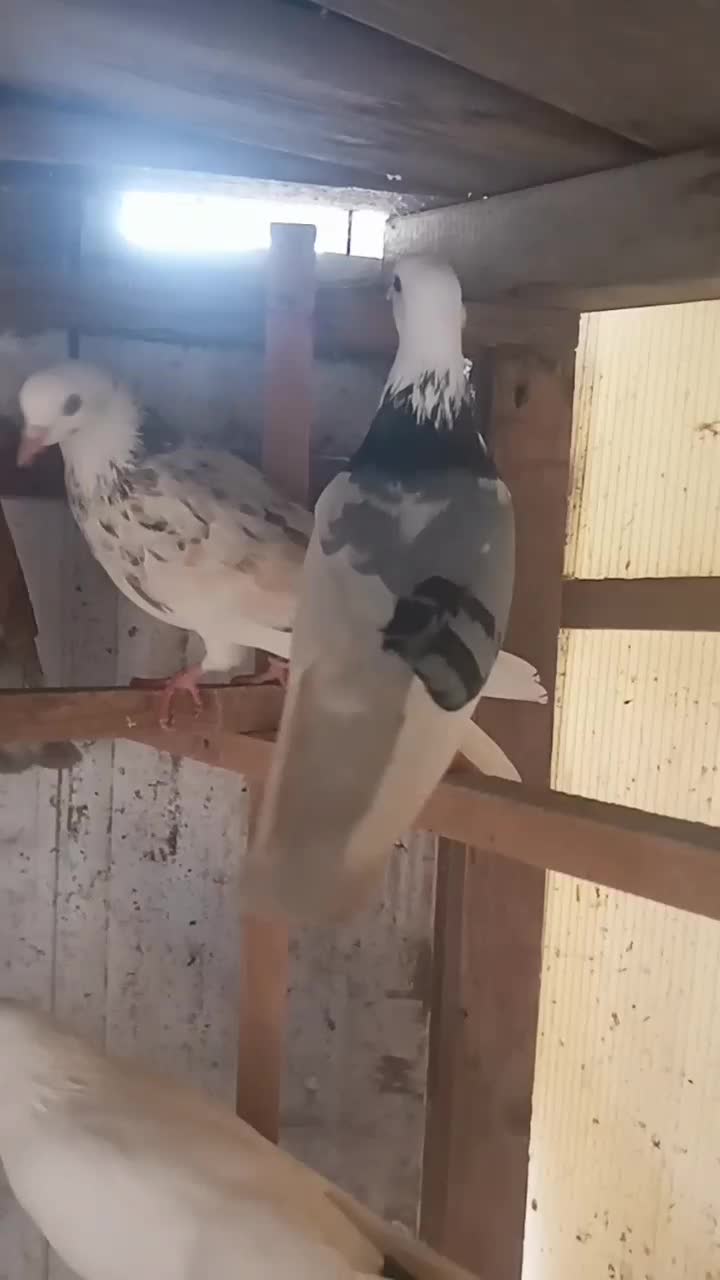 کبوتران وماده|پرنده|رشت, منظریه|دیوار