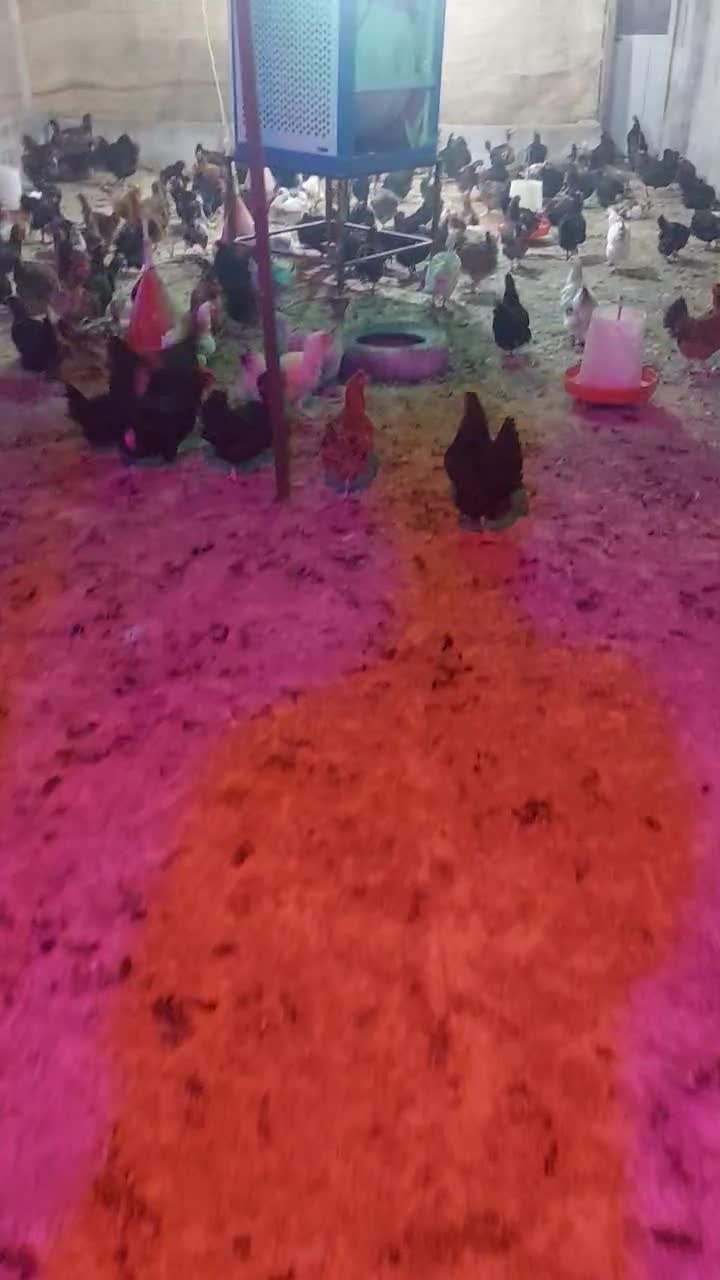 مرغ محلی زنده|حیوانات مزرعه|برازجان, |دیوار