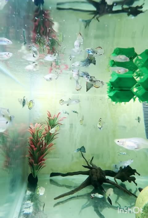 انواع ماهی گیاهخوار و لوازم پلمپ|ماهی|اهواز, پردیس|دیوار