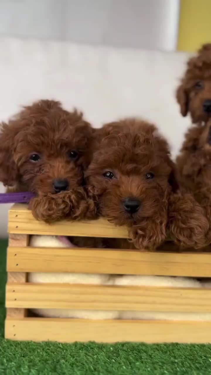 توله سگ توی پودل هلوی ۶۵ روز|سگ|تهران, سعادت‌آباد|دیوار