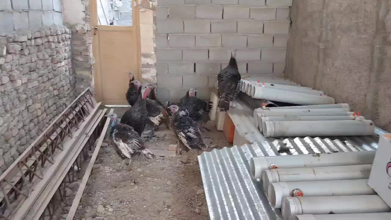 بوقلمون|حیوانات مزرعه|شهریار, کهنز|دیوار