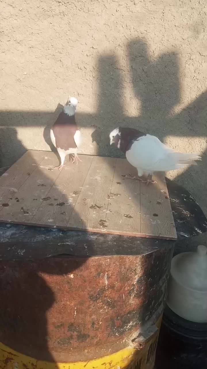 طوقی|پرنده|مرودشت, ژیان|دیوار