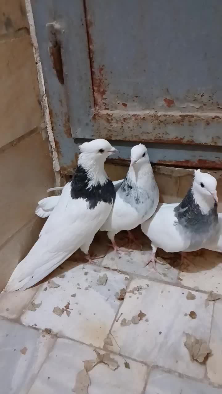 ۶عدد طوقی از نسل سرور|پرنده|اردکان, |دیوار