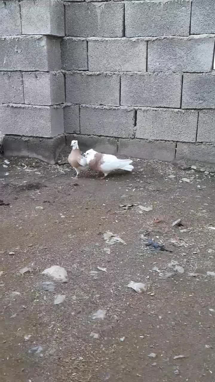 نر ماده خال قدیم|پرنده|بیلوار, |دیوار