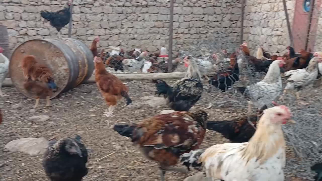 خروس|حیوانات مزرعه|سرپل ذهاب, |دیوار