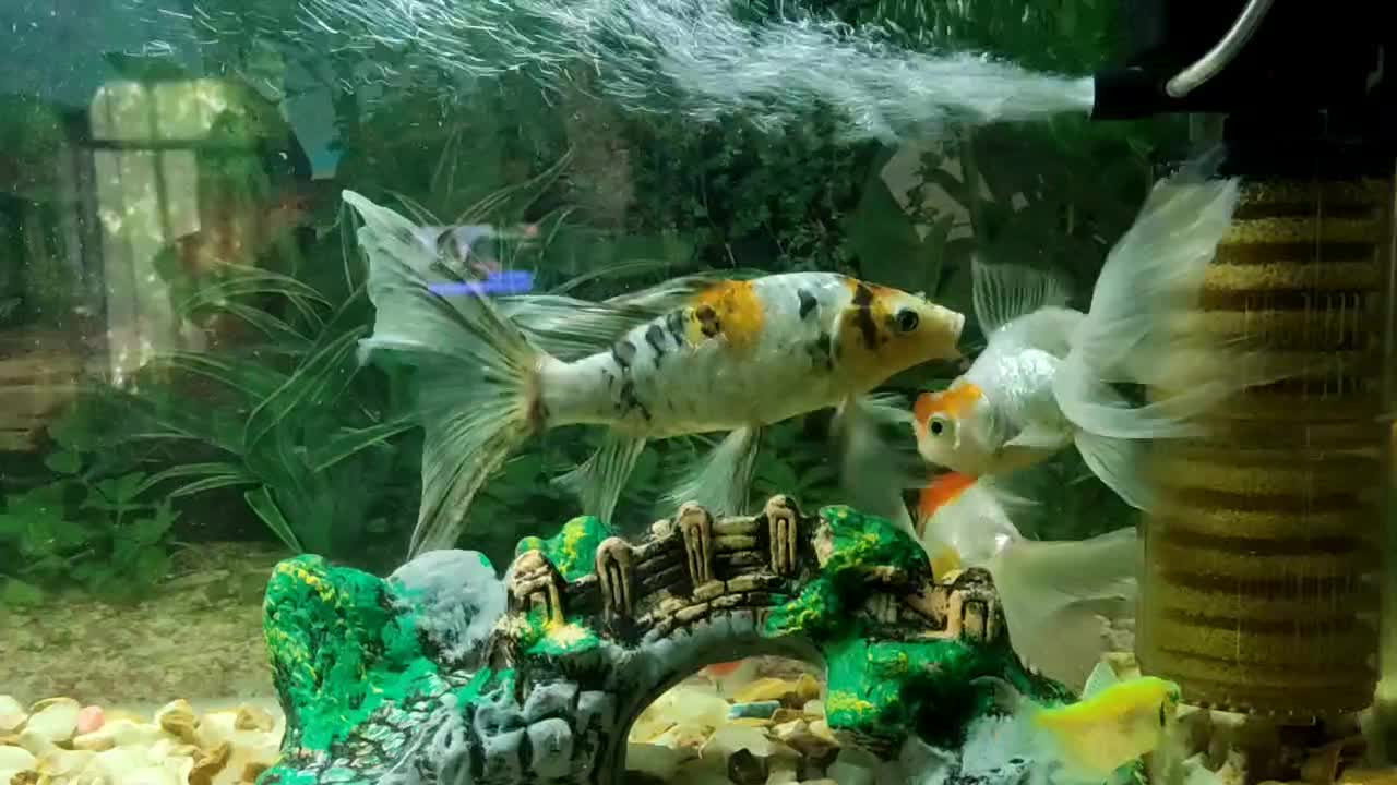 آکواریوم|ماهی|میاندوآب, |دیوار