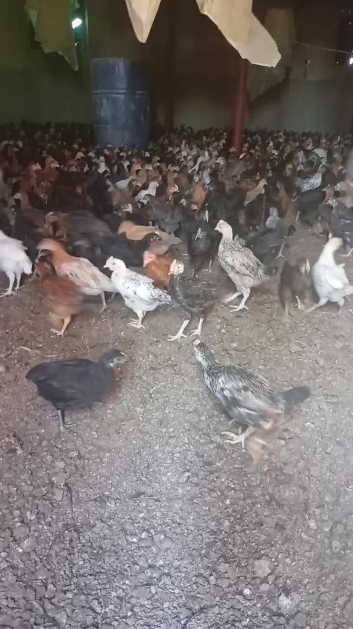 محلی|حیوانات مزرعه|مرودشت, ده بید|دیوار