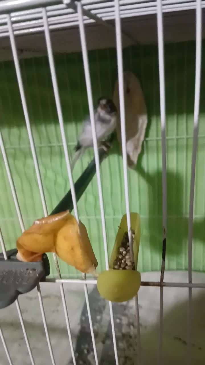 قناری نروماده|پرنده|مشهد, شهرک امام هادی (شهرک غرب)|دیوار