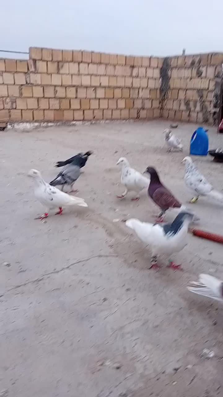 ۱۴.|پرنده|آشخانه, |دیوار