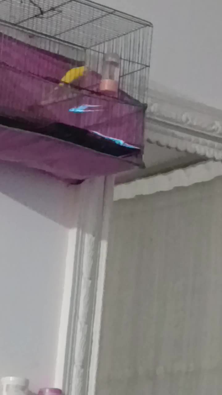 قناری نر دهن زن. ماده اماده|پرنده|مرودشت, ابوذر شمالی|دیوار